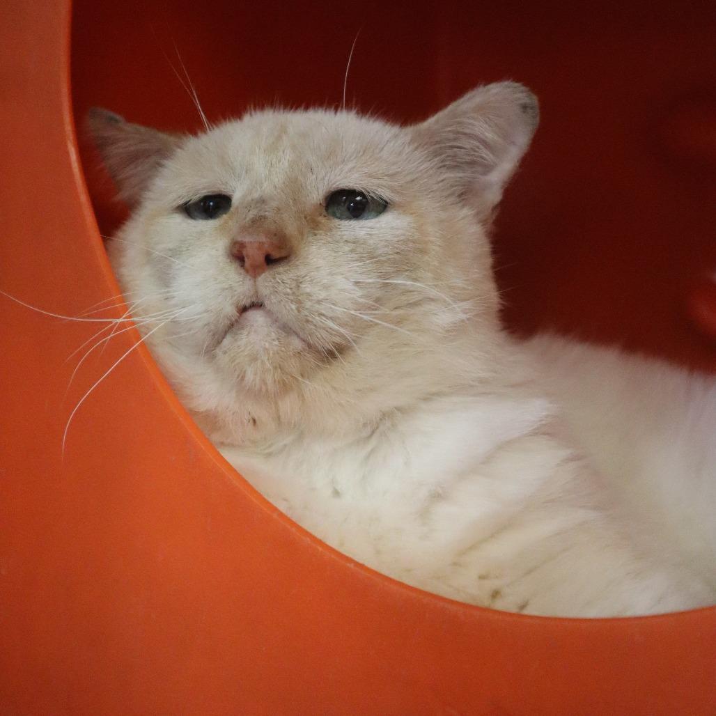 Moose, a Adoptable Domestic Short Hair in Waukesha, WI image 4/5