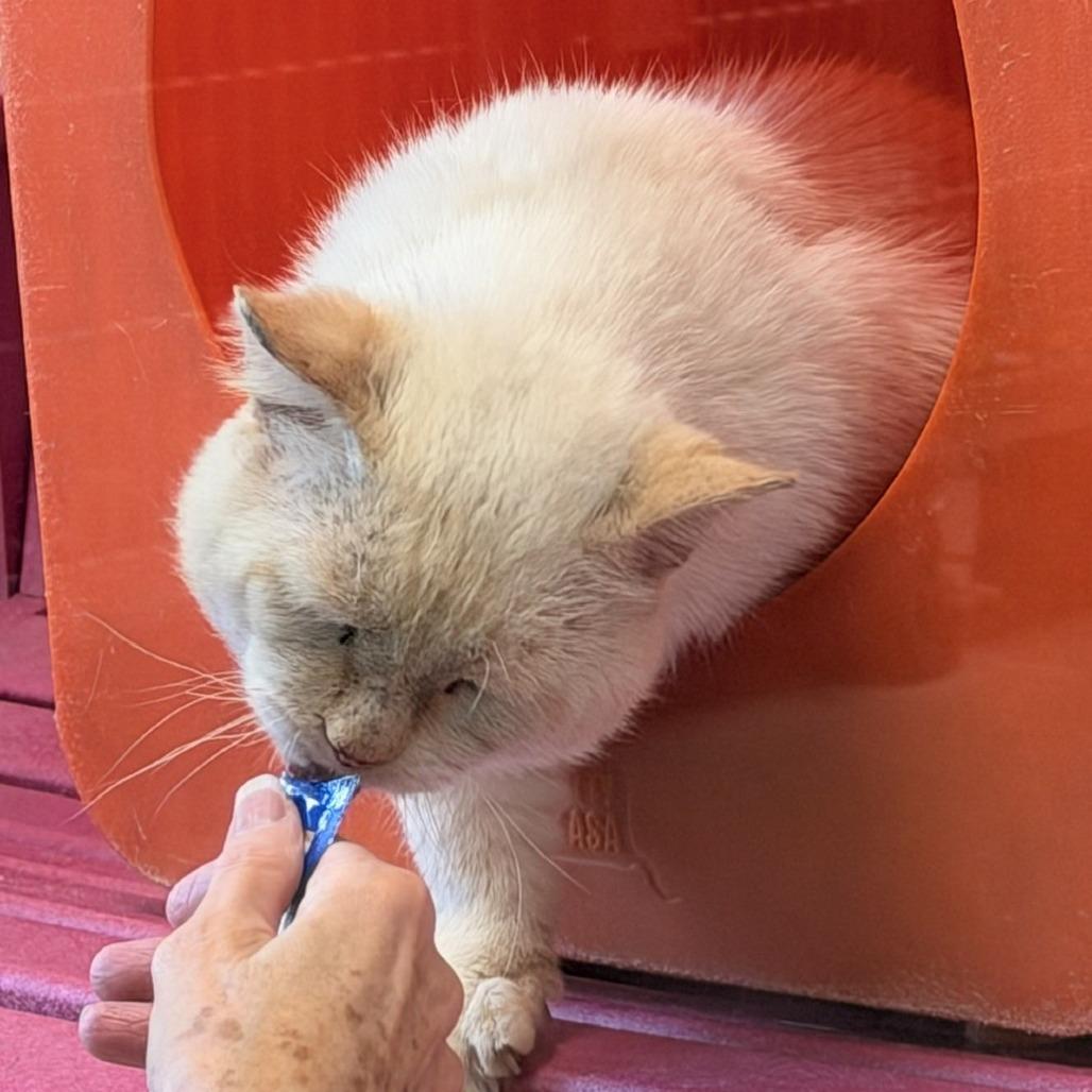 Moose, a Adoptable Domestic Short Hair in Waukesha, WI image 5/5