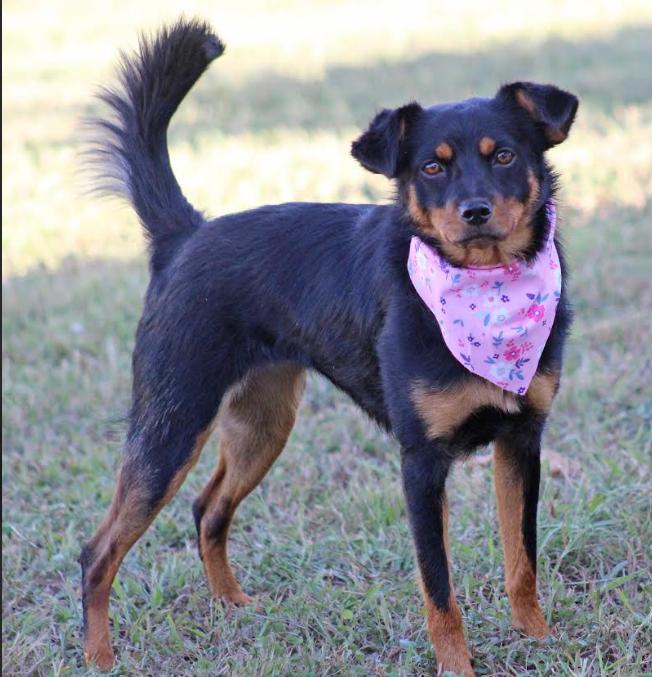 Enlarge Fern in CT, a Adoptable mixed breed in Cranston, RI image 2/3