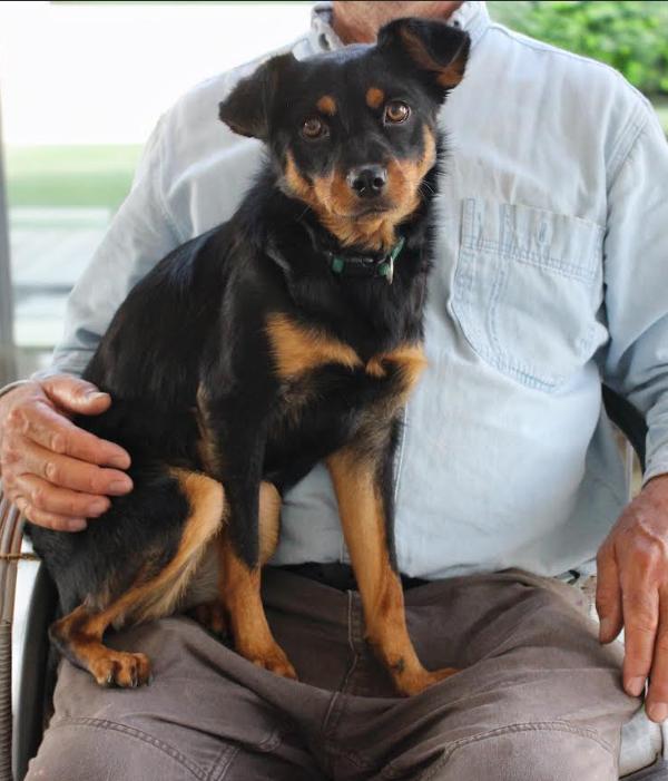 Enlarge Fern in CT, a Adoptable mixed breed in Cranston, RI image 3/3