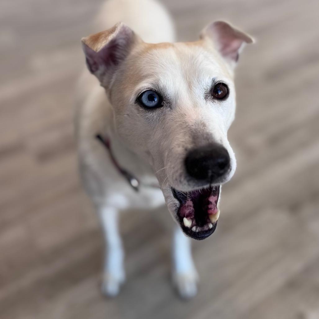 Enlarge Skye, a Adoptable mixed breed in Green Bay, WI image 2/6