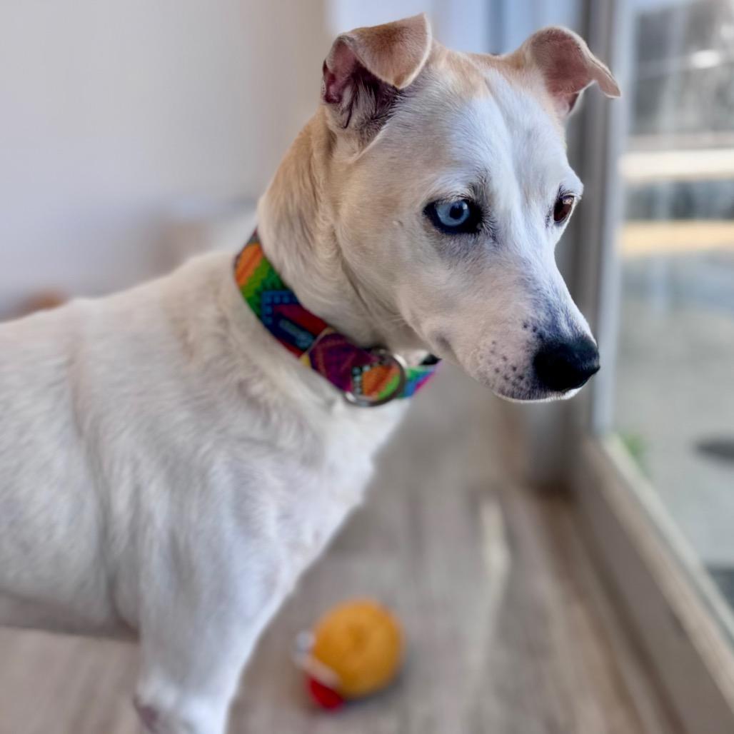 Enlarge Skye, a Adoptable mixed breed in Green Bay, WI image 3/6