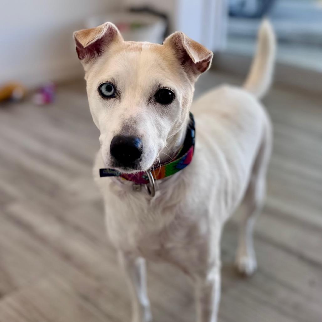 Enlarge Skye, a Adoptable mixed breed in Green Bay, WI image 4/6