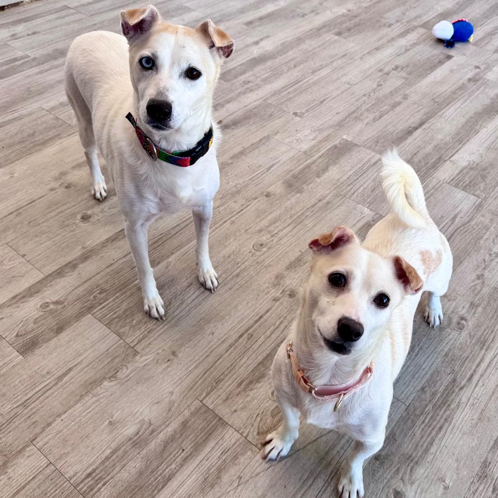 Enlarge Skye, a Adoptable mixed breed in Green Bay, WI image 5/6