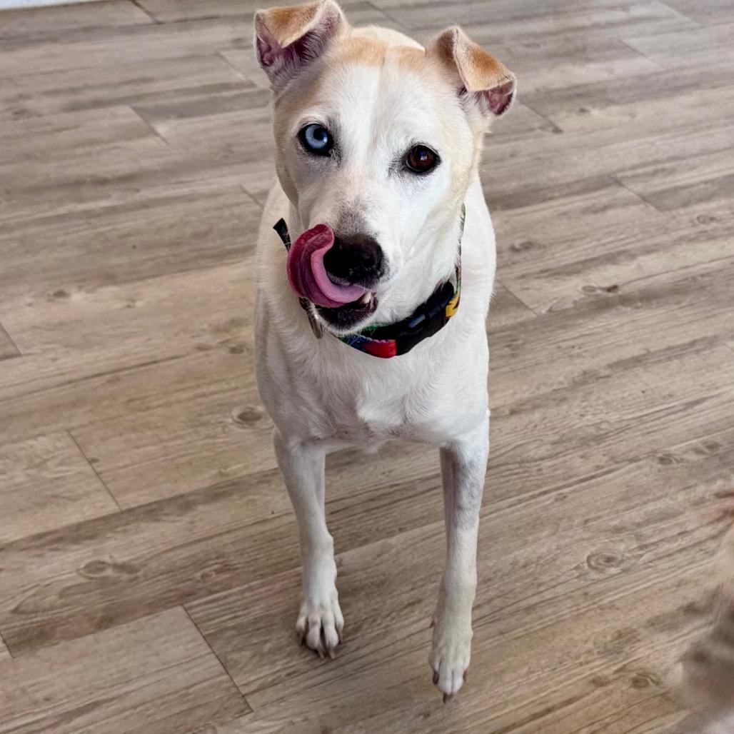 Enlarge Skye, a Adoptable mixed breed in Green Bay, WI image 6/6