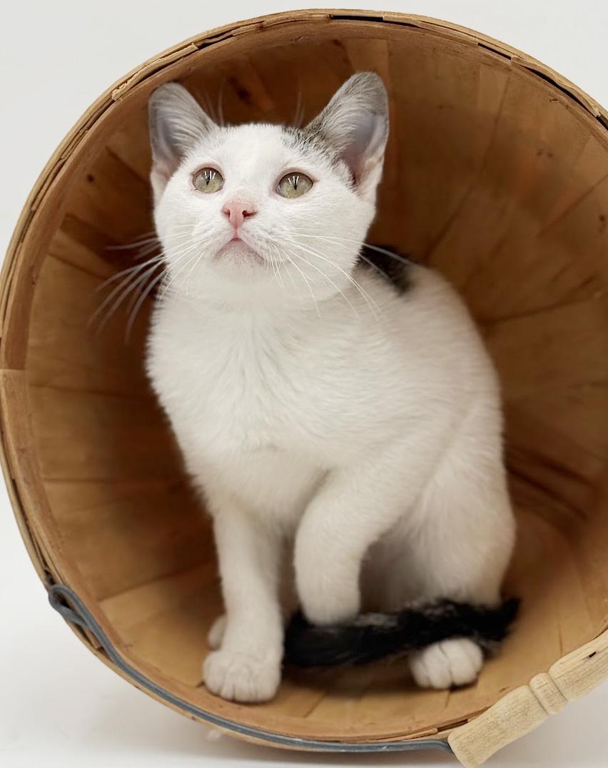 Enlarge Polka is teeny tiny adorableness!   BONDED with Pongo!, a Adoptable Turkish Van in Bedford Hills, NY image 6/6