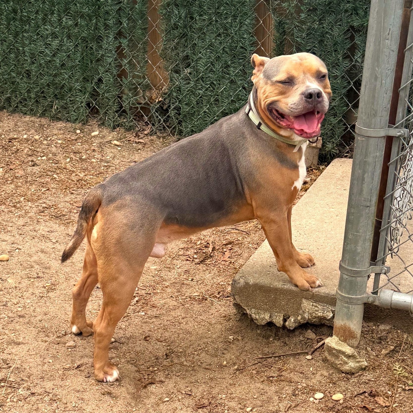 Enlarge Trix, a ADOPTABLE Mixed Breed in Brookhaven, NY image 2/3