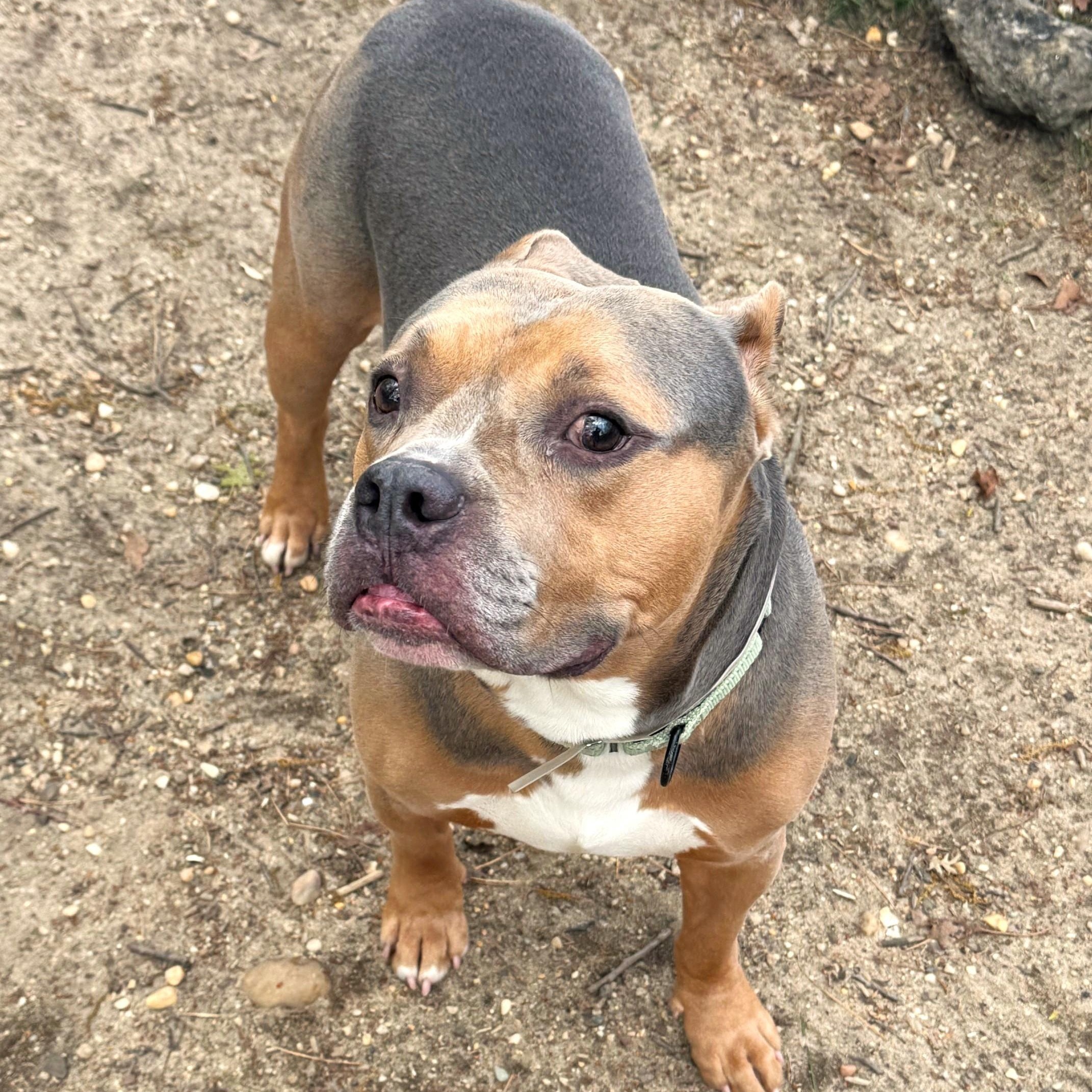 Enlarge Trix, a ADOPTABLE Mixed Breed in Brookhaven, NY image 3/3