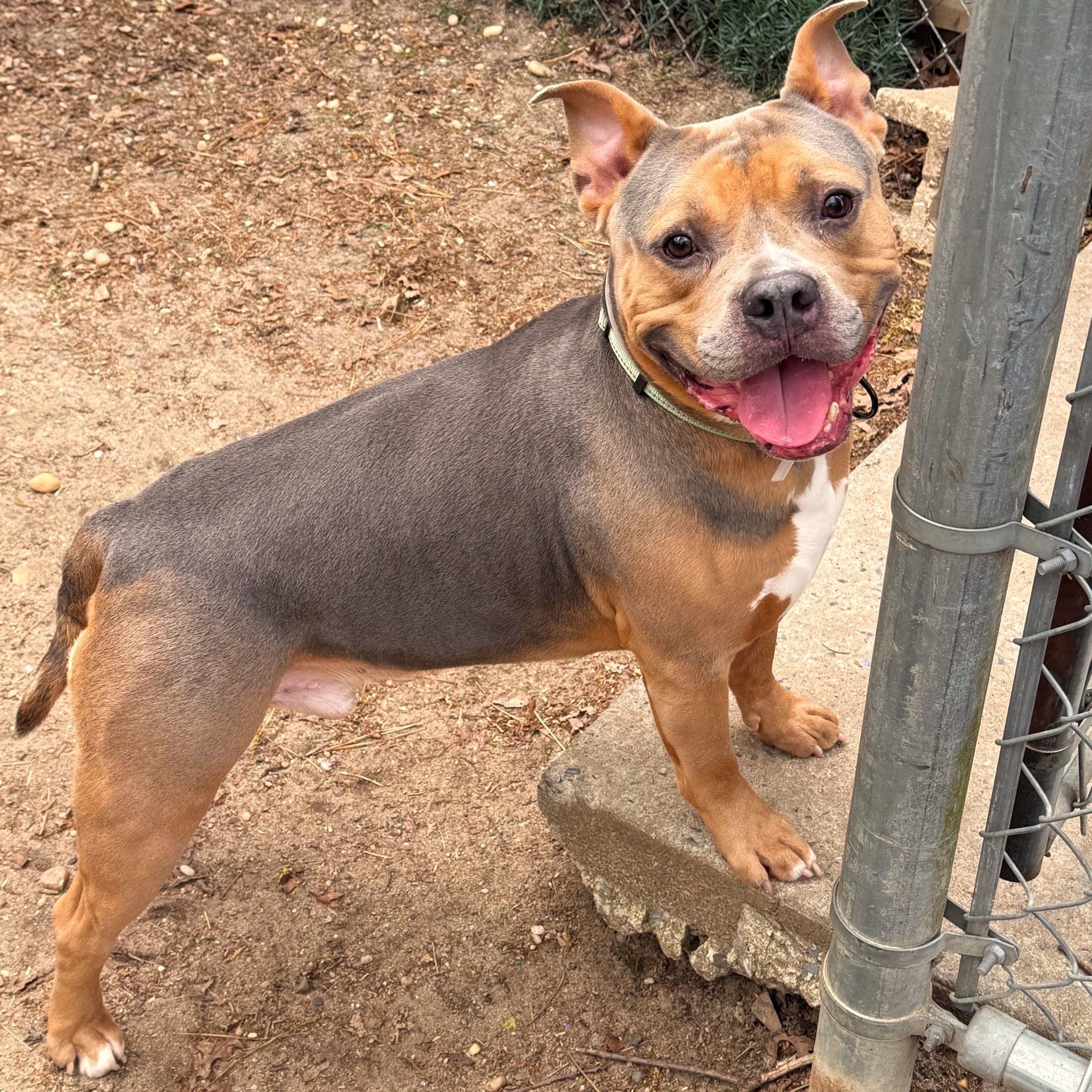 Trix, ADOPTABLE, Adult Male Mixed Breed.