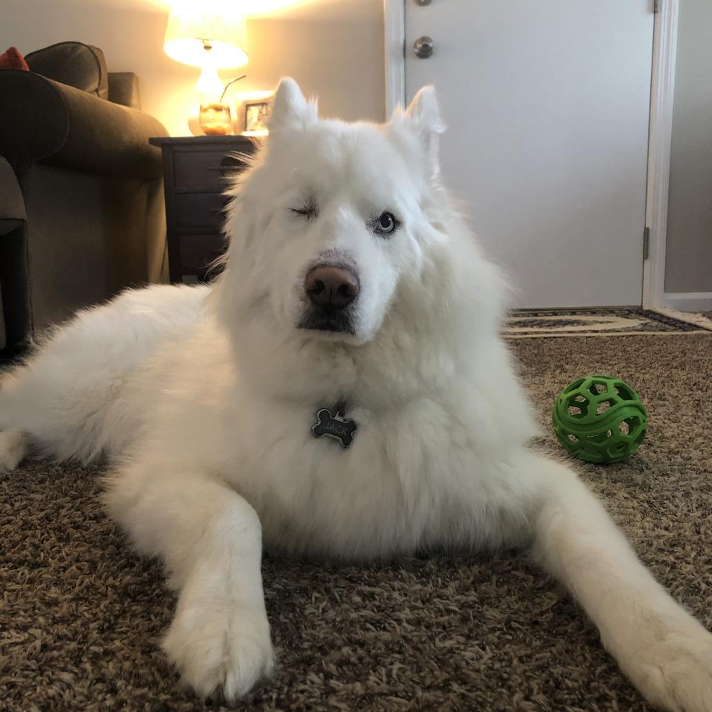 Jack, Adoptable, Senior Male Husky.