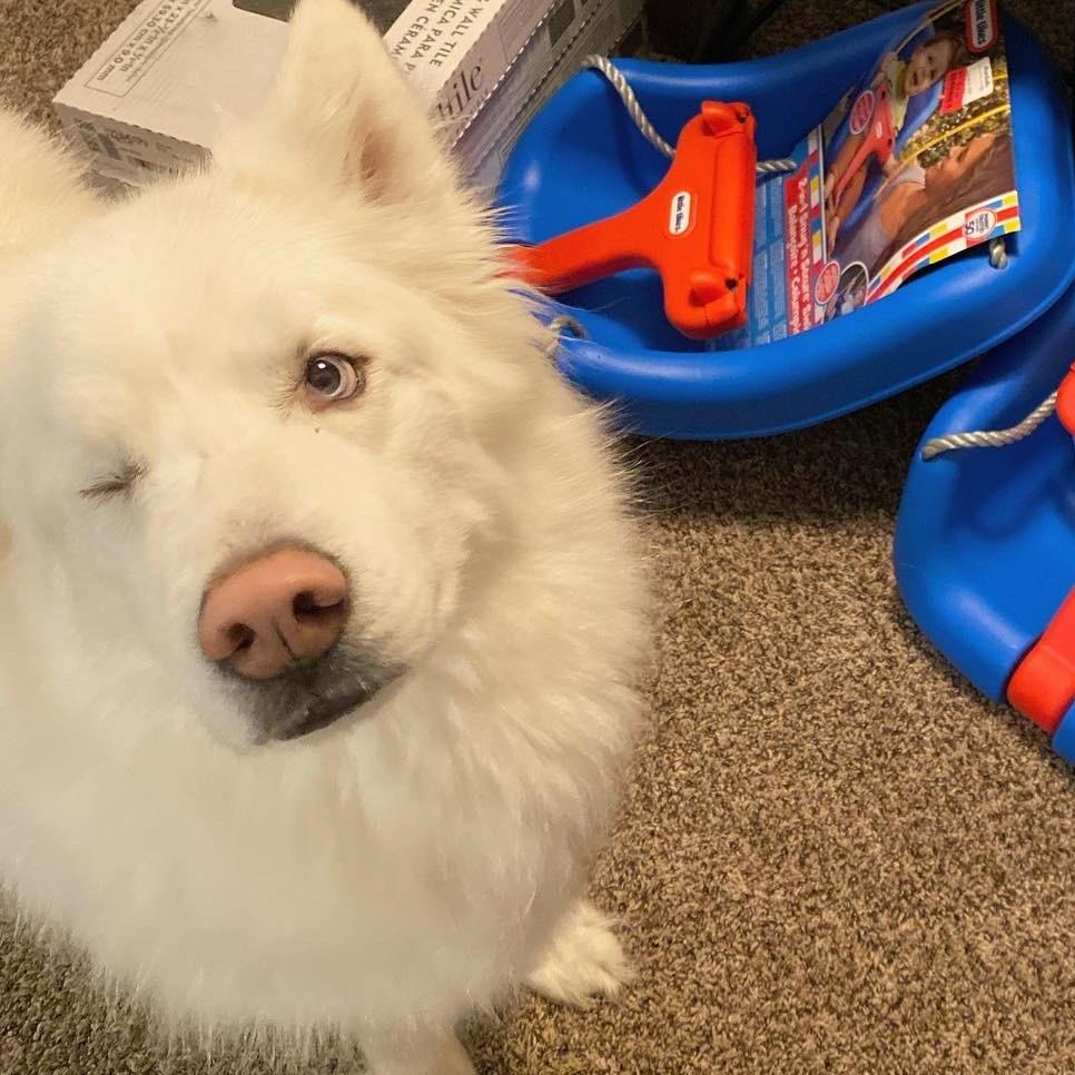 Jack, a Adoptable Husky in Bessemer, AL image 2/4