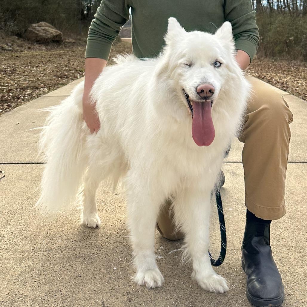 Jack, a Adoptable Husky in Bessemer, AL image 3/4