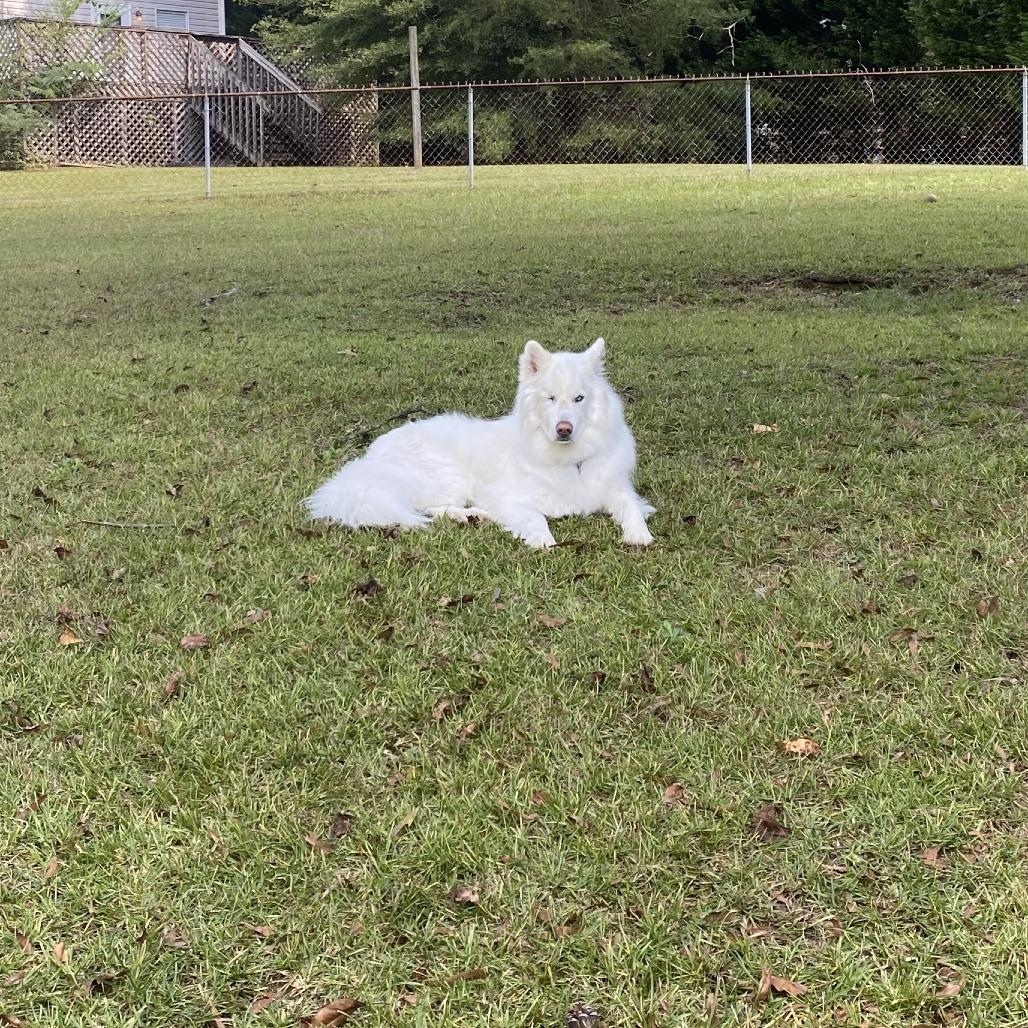 Jack, a Adoptable Husky in Bessemer, AL image 4/4