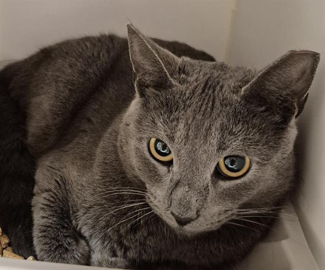 Enlarge DELILAH, a Adoptable Domestic Short Hair in Lodi, CA image 1/1