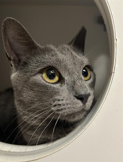 Enlarge DELILAH, a Adoptable Domestic Short Hair in Lodi, CA image 1/1