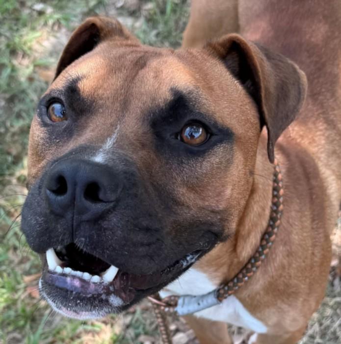 ALI, Adoptable, Young Male Boxer & Mixed Breed.