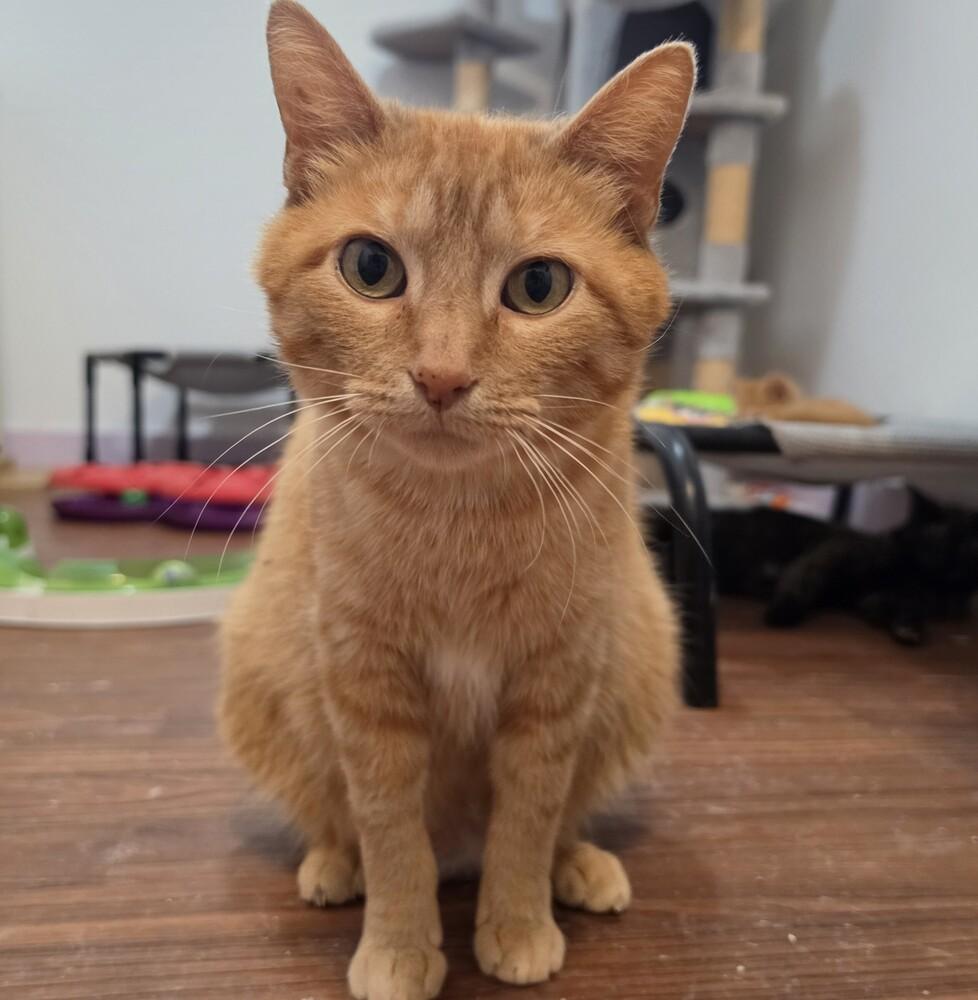 Enlarge Marmalade, a Adoptable mixed breed in Wild Rose, WI image 2/2