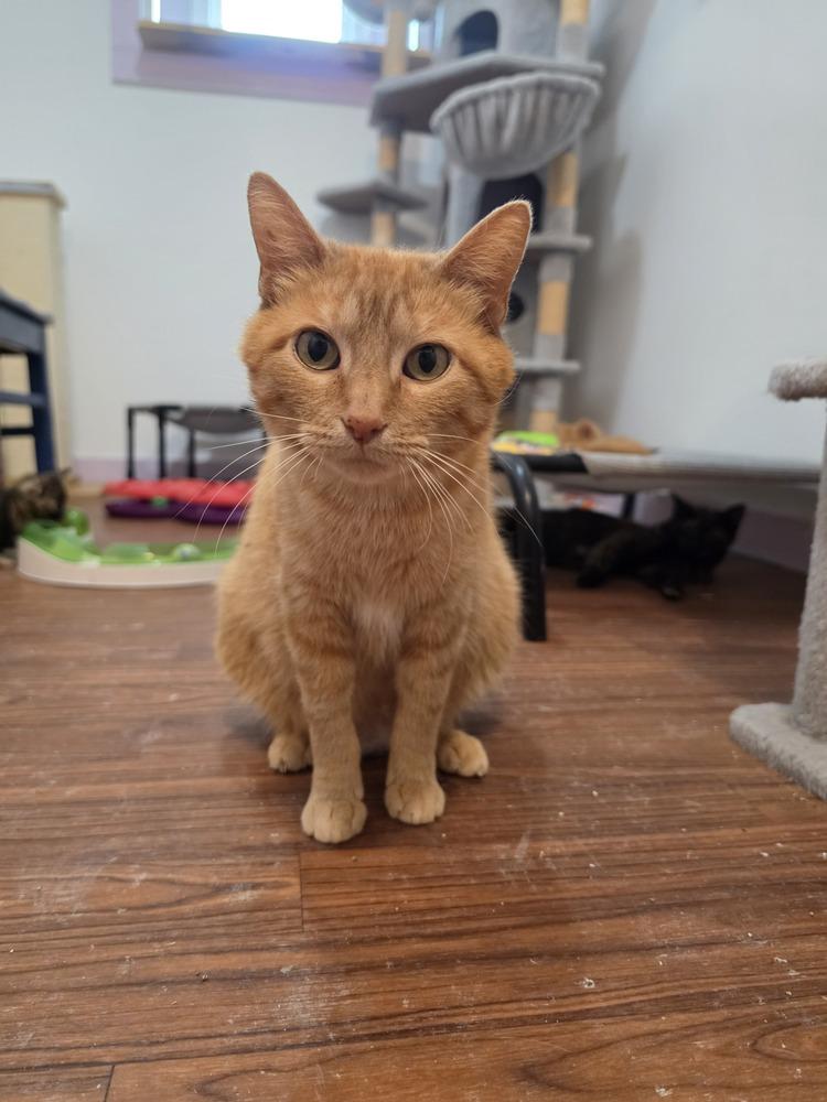 Enlarge Marmalade, a Adoptable mixed breed in Wild Rose, WI image 1/2