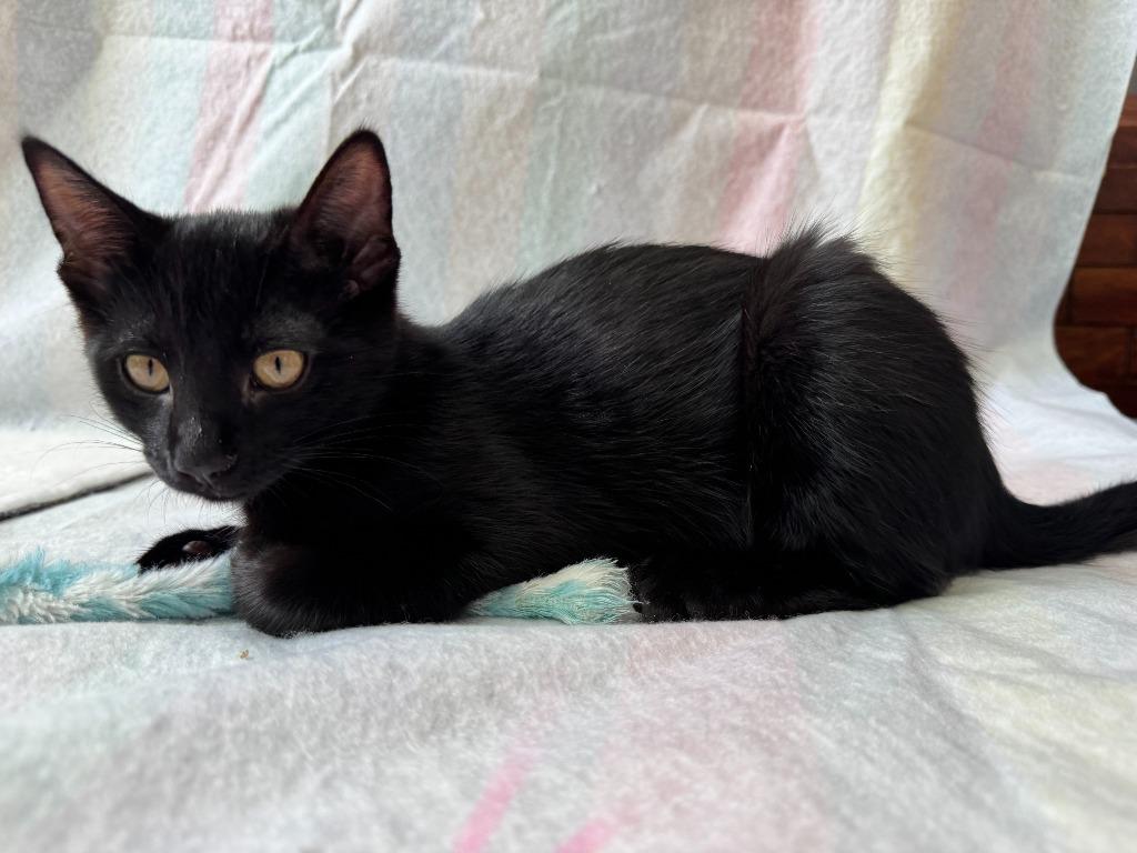 Enlarge Bean, a Adoptable mixed breed in Salt Lake City, UT image 2/2