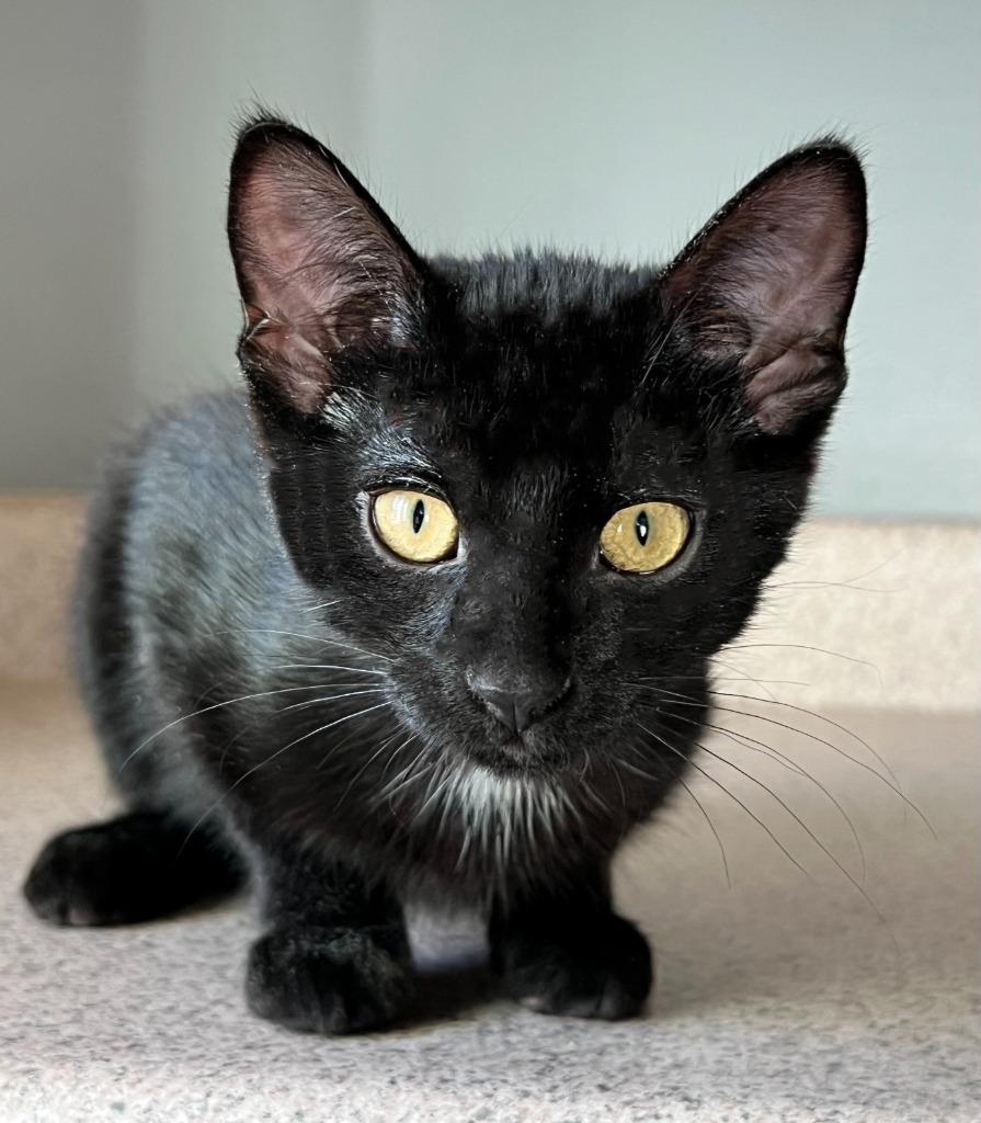 Bean, Adoptable, Kitten Female Domestic Medium Hair.