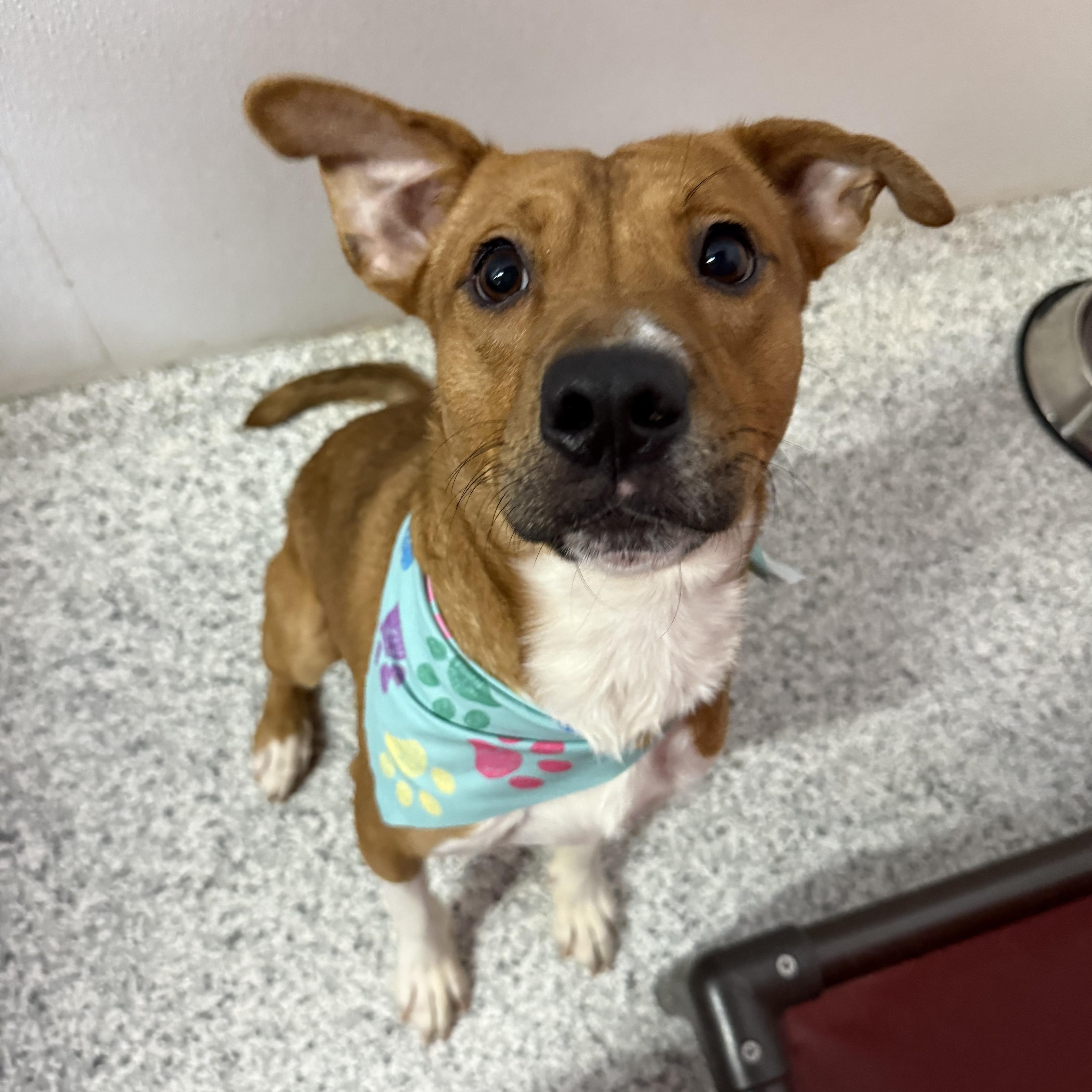 Nash , a Adoptable mixed breed in Chicago, IL image 5/6