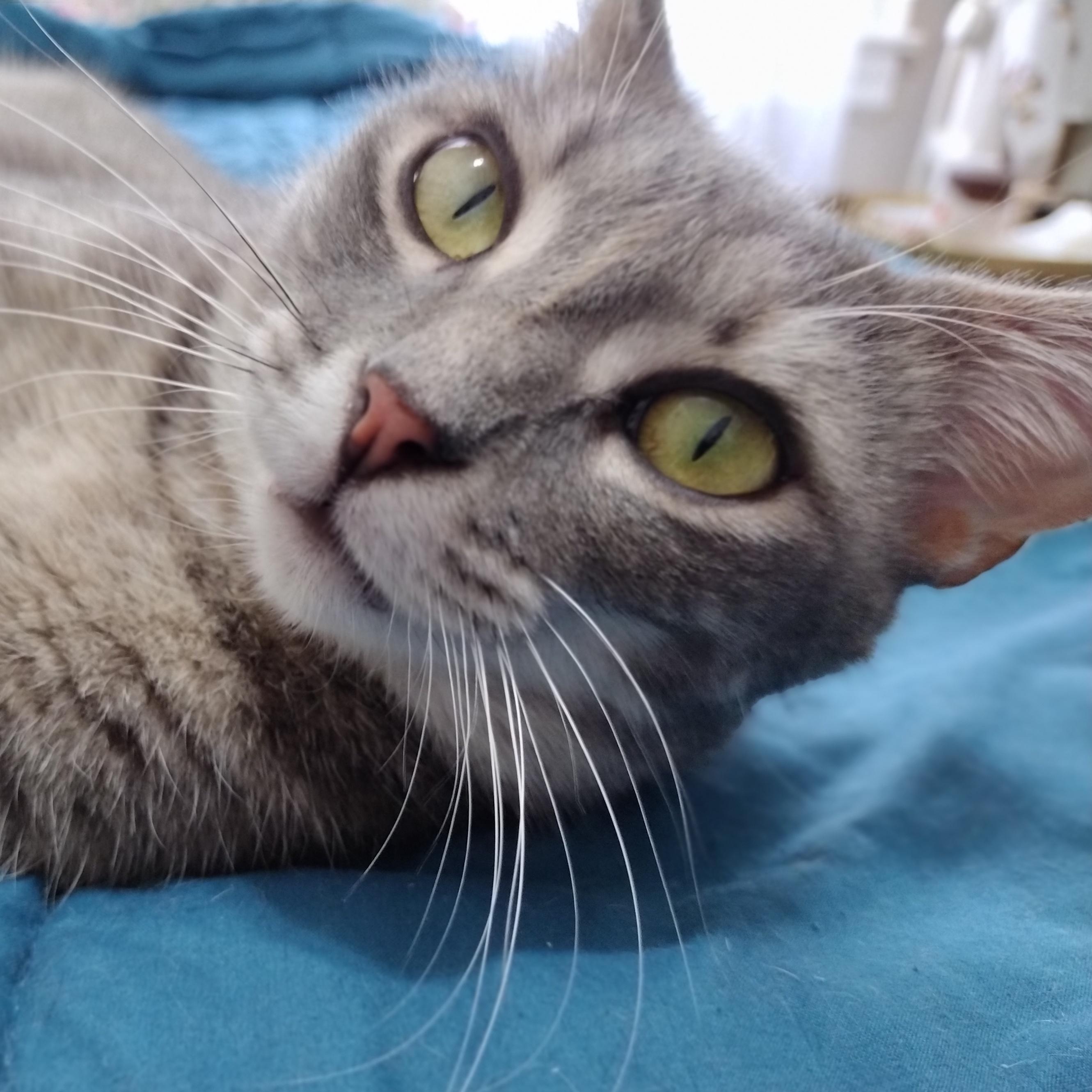 Cherry, a ADOPTABLE Domestic Short Hair in Brooklyn, NY image 2/2