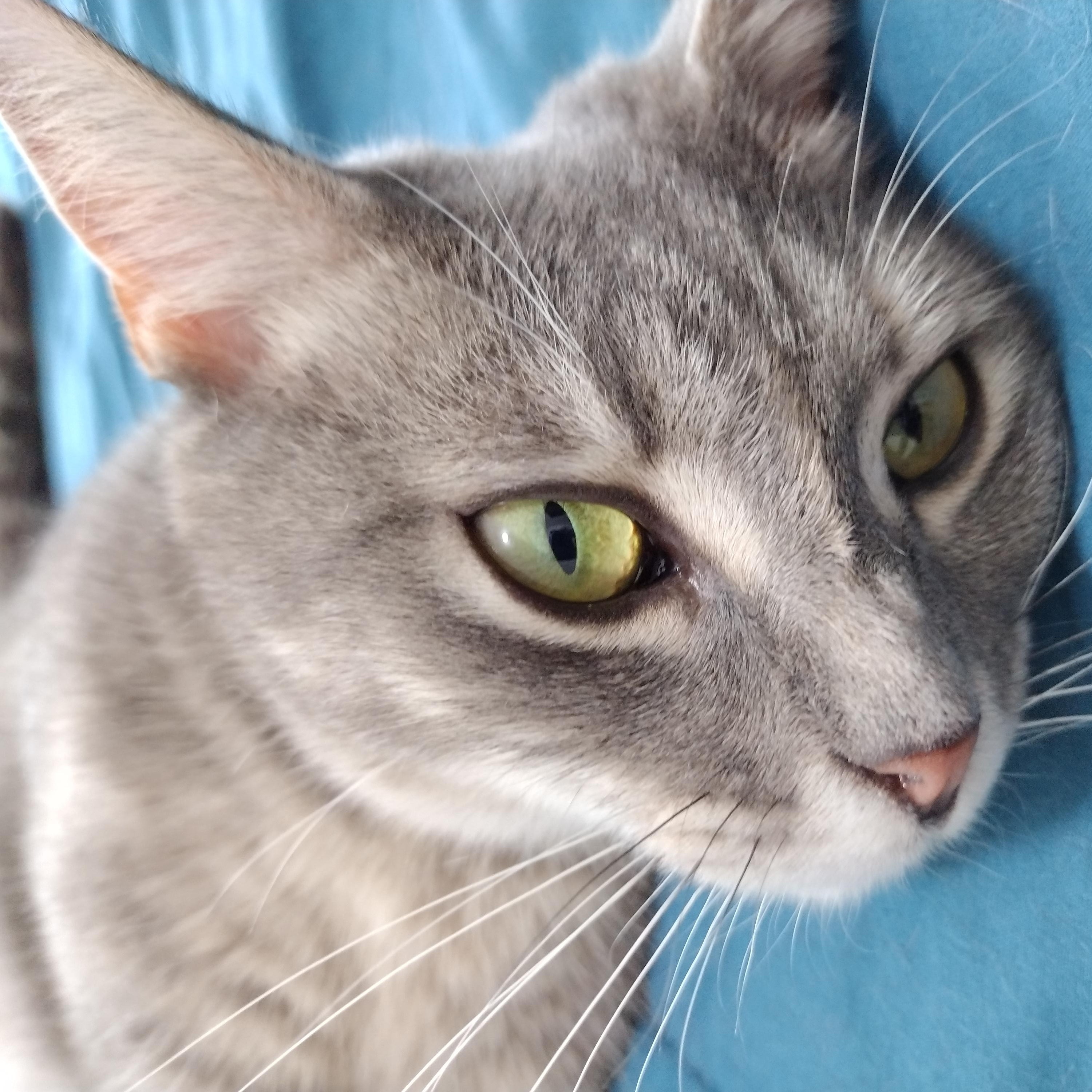 Cherry, a ADOPTABLE Domestic Short Hair in Brooklyn, NY image 1/2
