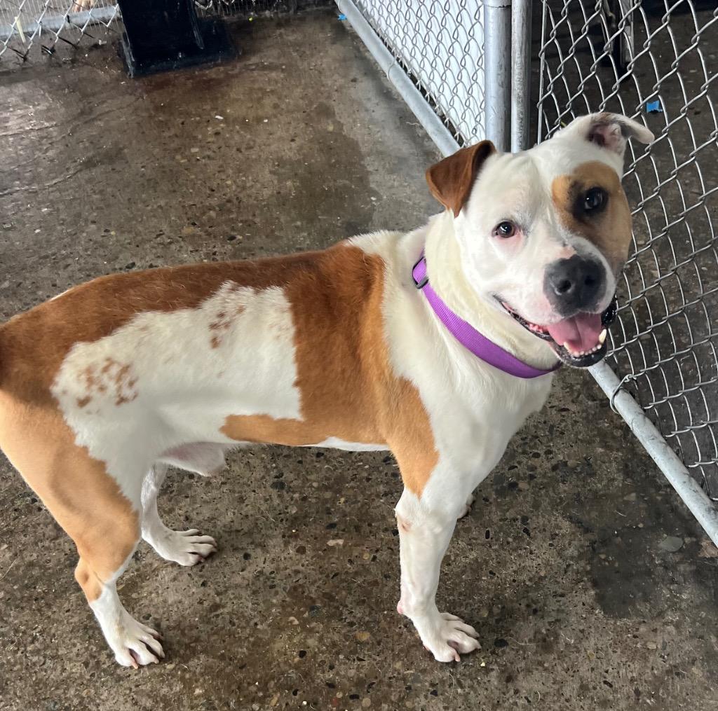 Enlarge Caspian, a Adoptable mixed breed in Warren, MI image 2/6