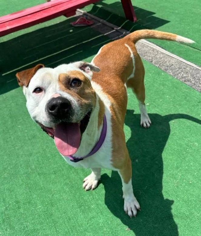 Enlarge Caspian, a Adoptable mixed breed in Warren, MI image 3/6