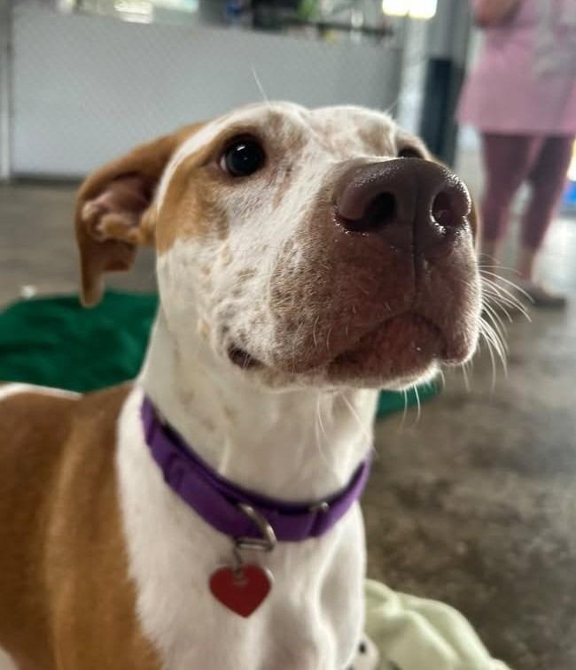Enlarge Caspian, a Adoptable mixed breed in Warren, MI image 4/6