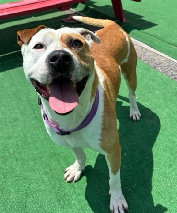Enlarge Caspian, a Adoptable mixed breed in Warren, MI image 5/6
