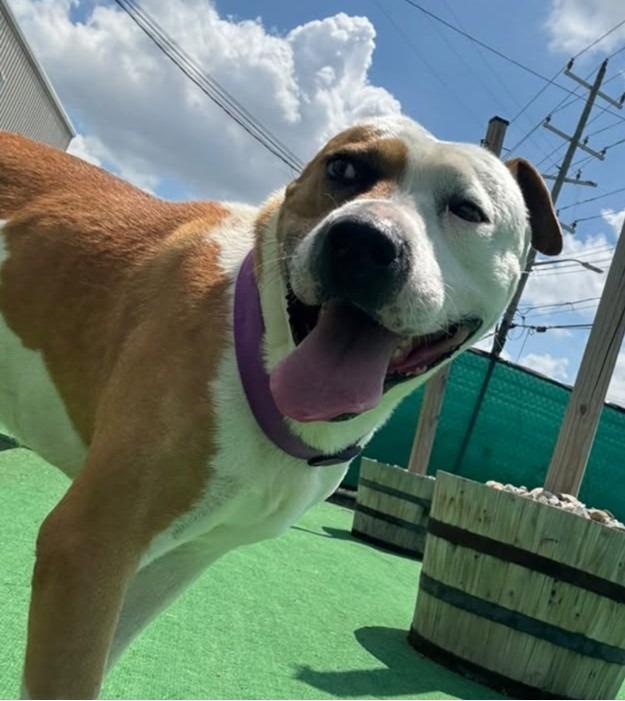 Enlarge Caspian, a Adoptable mixed breed in Warren, MI image 6/6