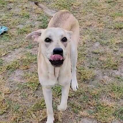 Enlarge Paris, a ADOPTABLE mixed breed in Valdosta, GA image 2/5