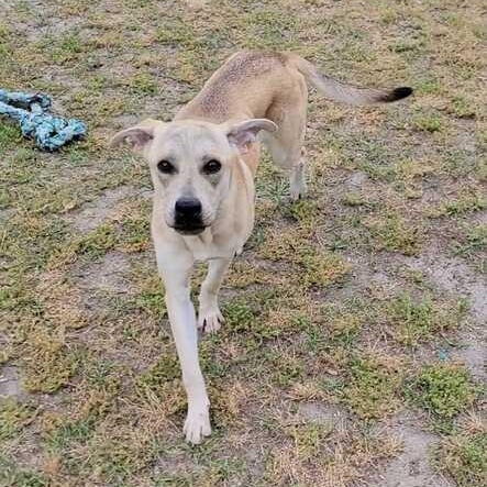 Enlarge Paris, a ADOPTABLE mixed breed in Valdosta, GA image 3/5