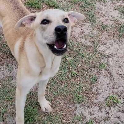 Enlarge Paris, a ADOPTABLE mixed breed in Valdosta, GA image 4/5