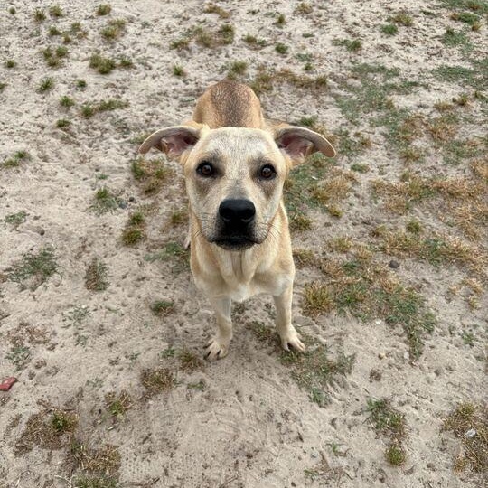 Paris, ADOPTABLE, Adult Female Labrador Retriever & Spaniel.