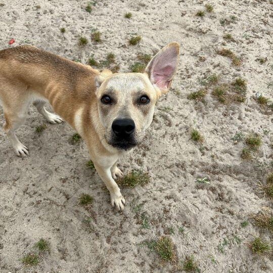 Enlarge Paris, a ADOPTABLE mixed breed in Valdosta, GA image 5/5