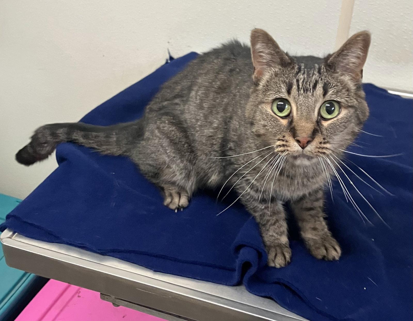 Bluebell - Gray Tabby - Foster Care, Adoptable, Adult Female Domestic Short Hair.