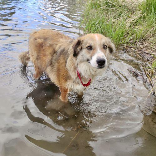 Billy, a Adoptable mixed breed in Dillon, MT image 2/3