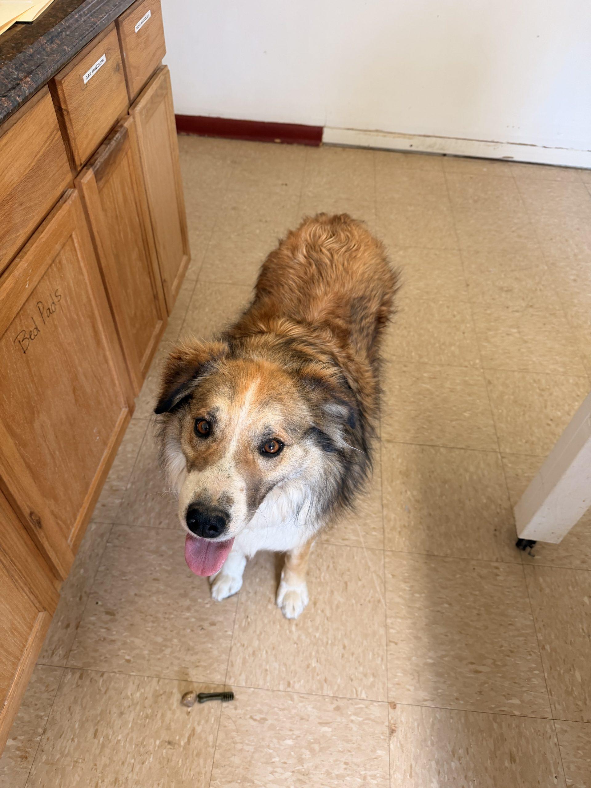 Billy, Adoptable, Young Male Mixed Breed.