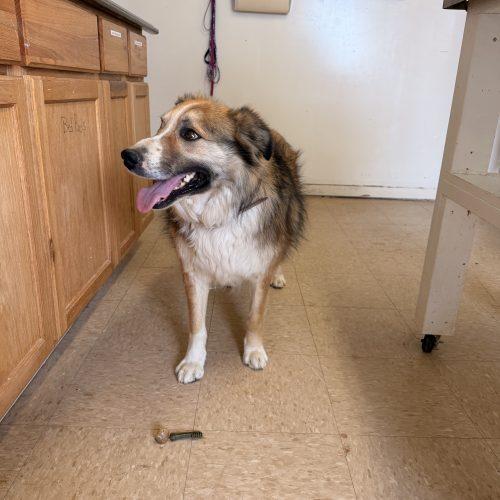 Billy, a Adoptable mixed breed in Dillon, MT image 2/2