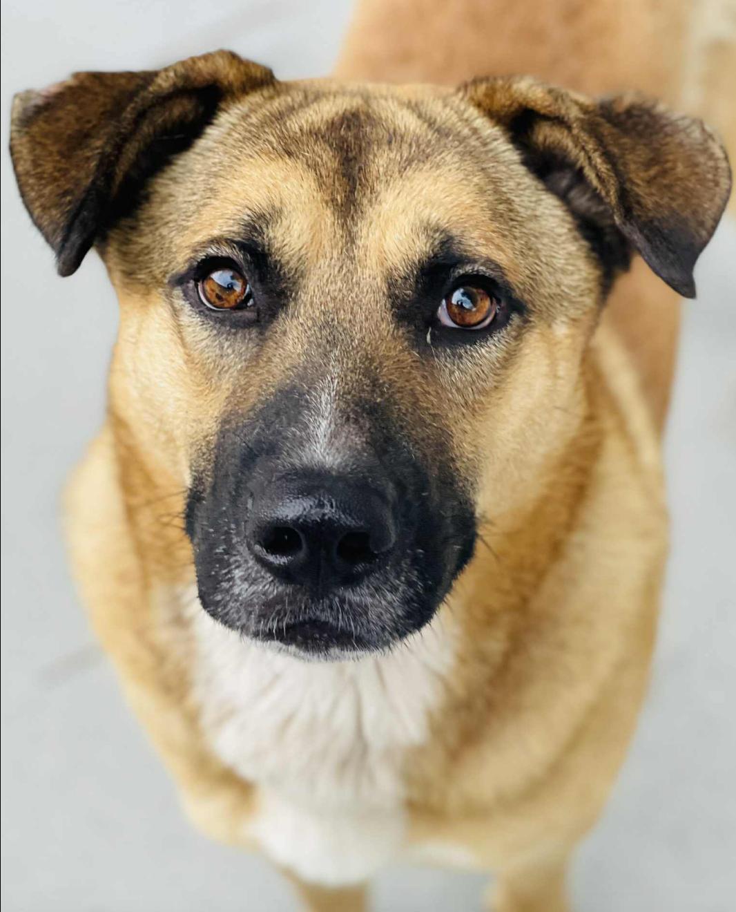 RESCUE ONLY- What does that mean This sweet baby cannot be adopted out to the public without a litt