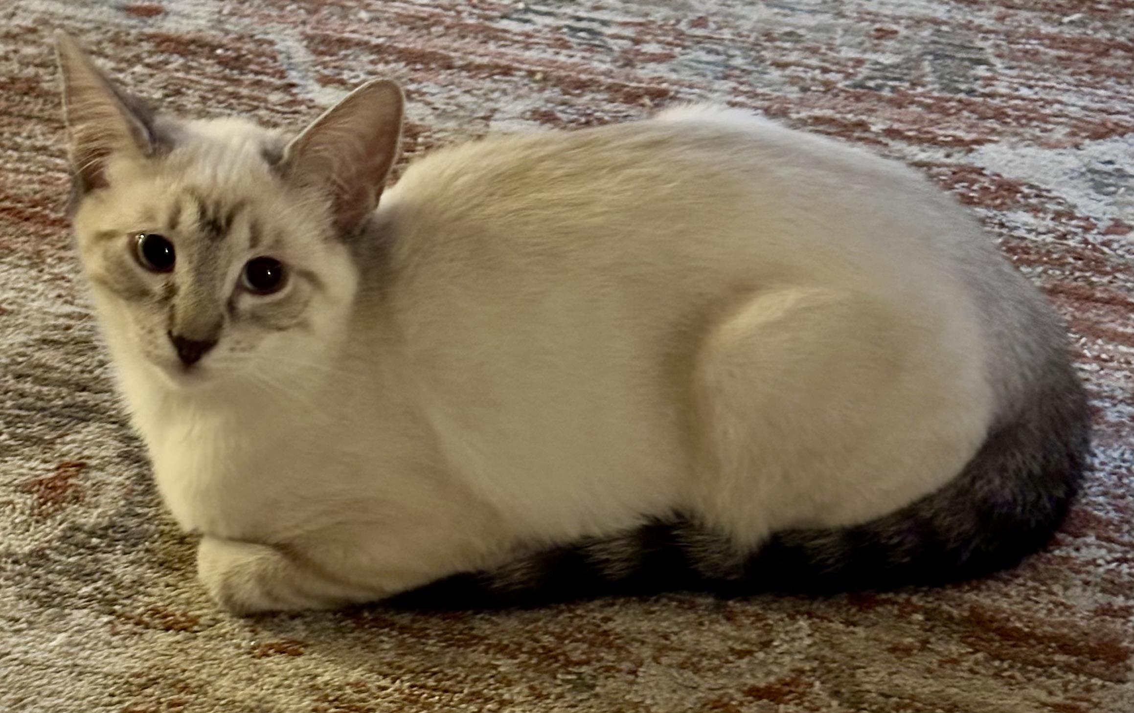 Millie (Malcom), an adopted Siamese in Davis, CA image 2/3