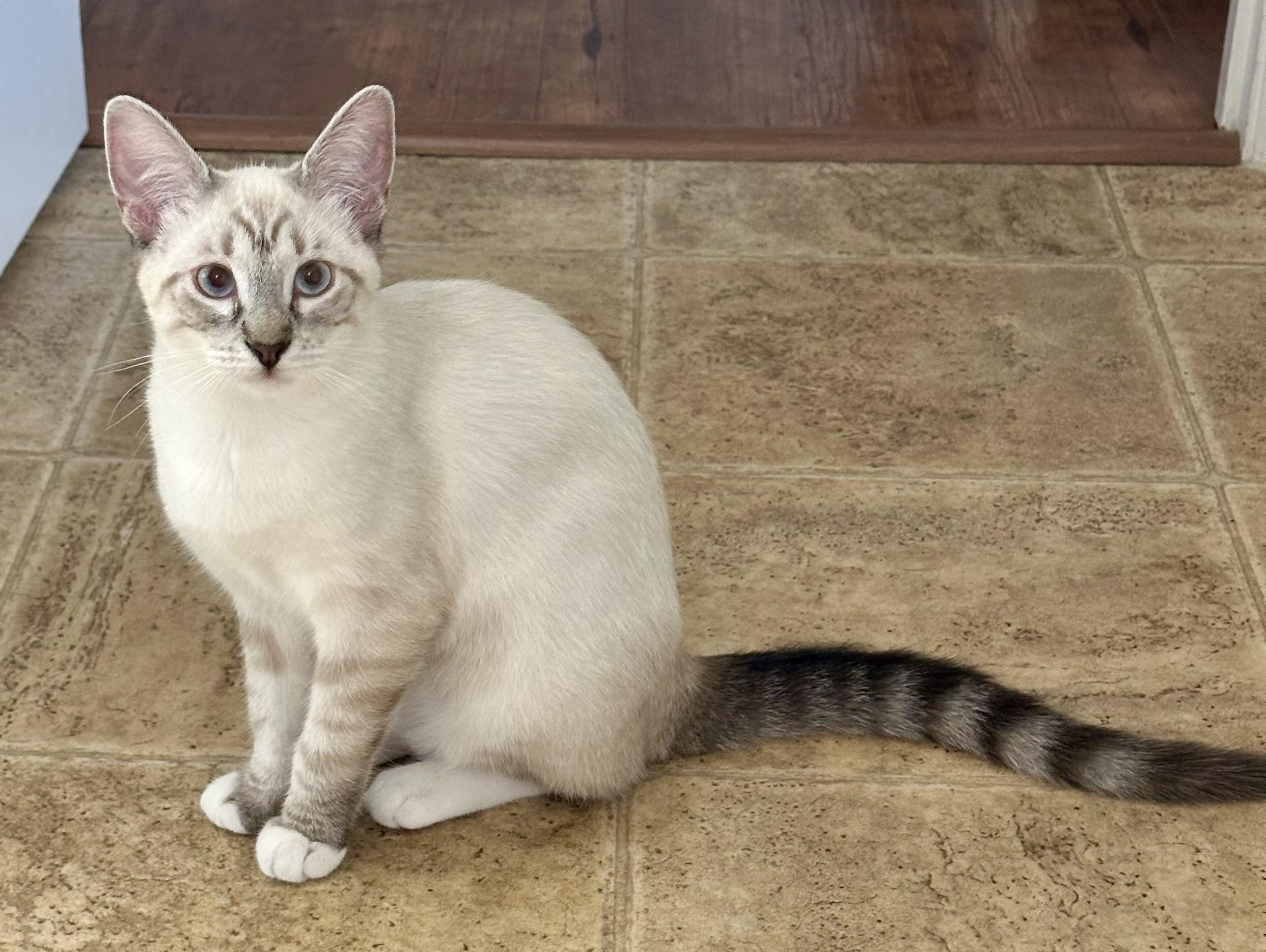 Millie (Malcom), an adopted Siamese in Davis, CA image 1/3