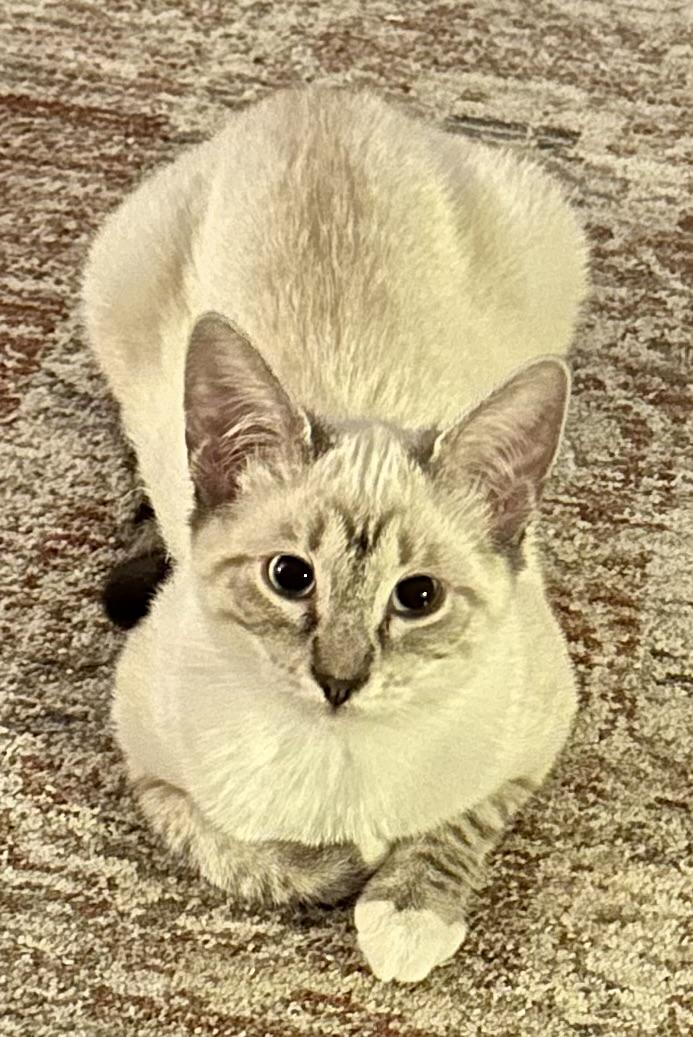 Millie (Malcom), an adopted Siamese in Davis, CA image 3/3