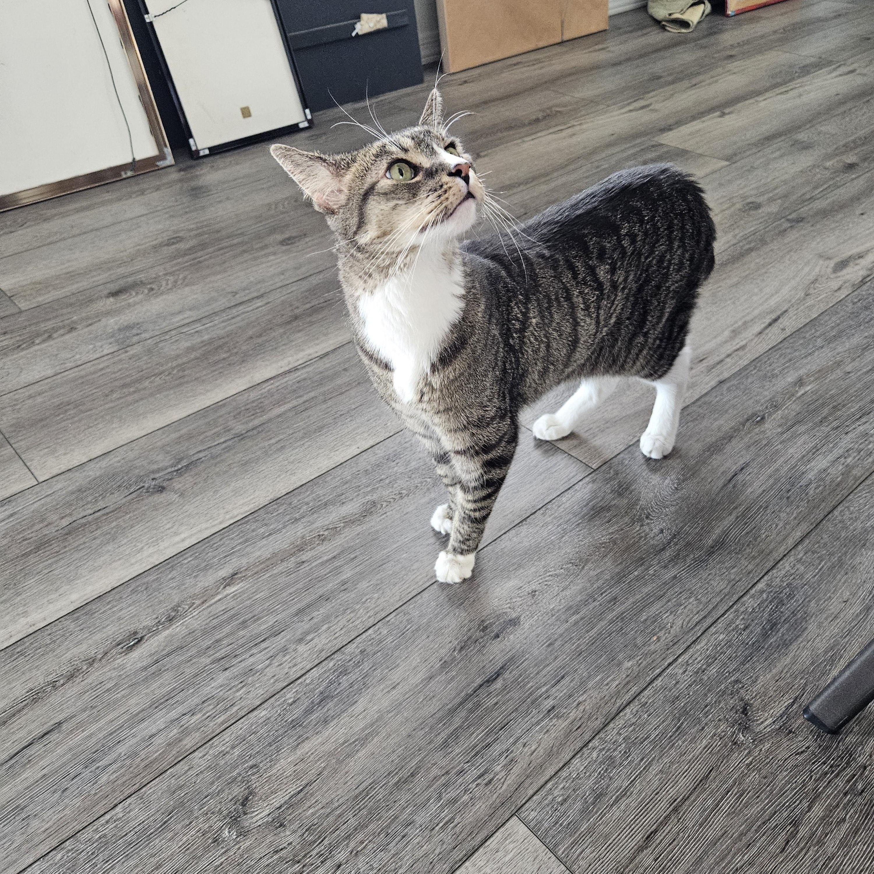 Tommy, Adoptable, Adult Male American Shorthair.