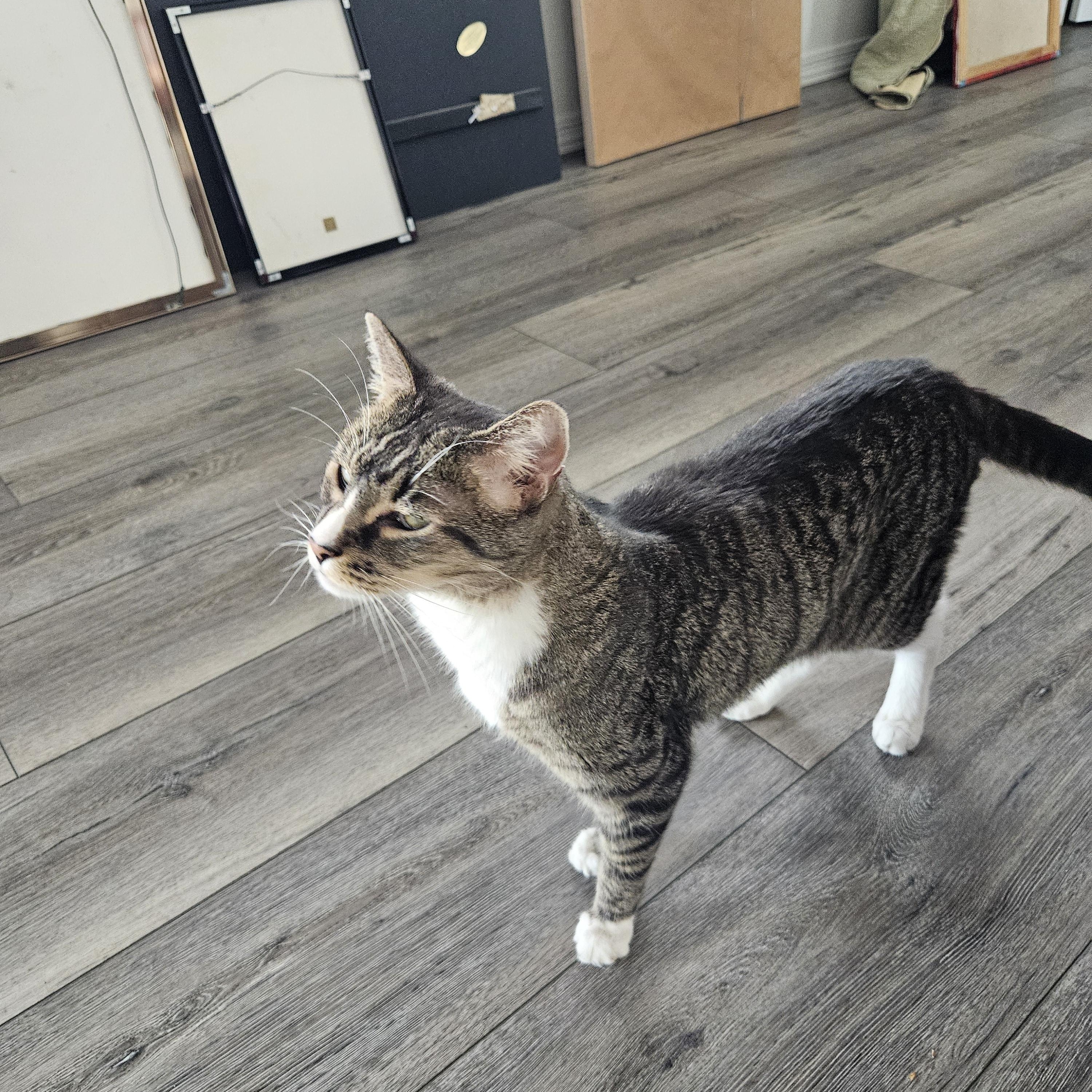 Enlarge Tommy, a Adoptable American Shorthair in Yarnell, AZ image 2/2