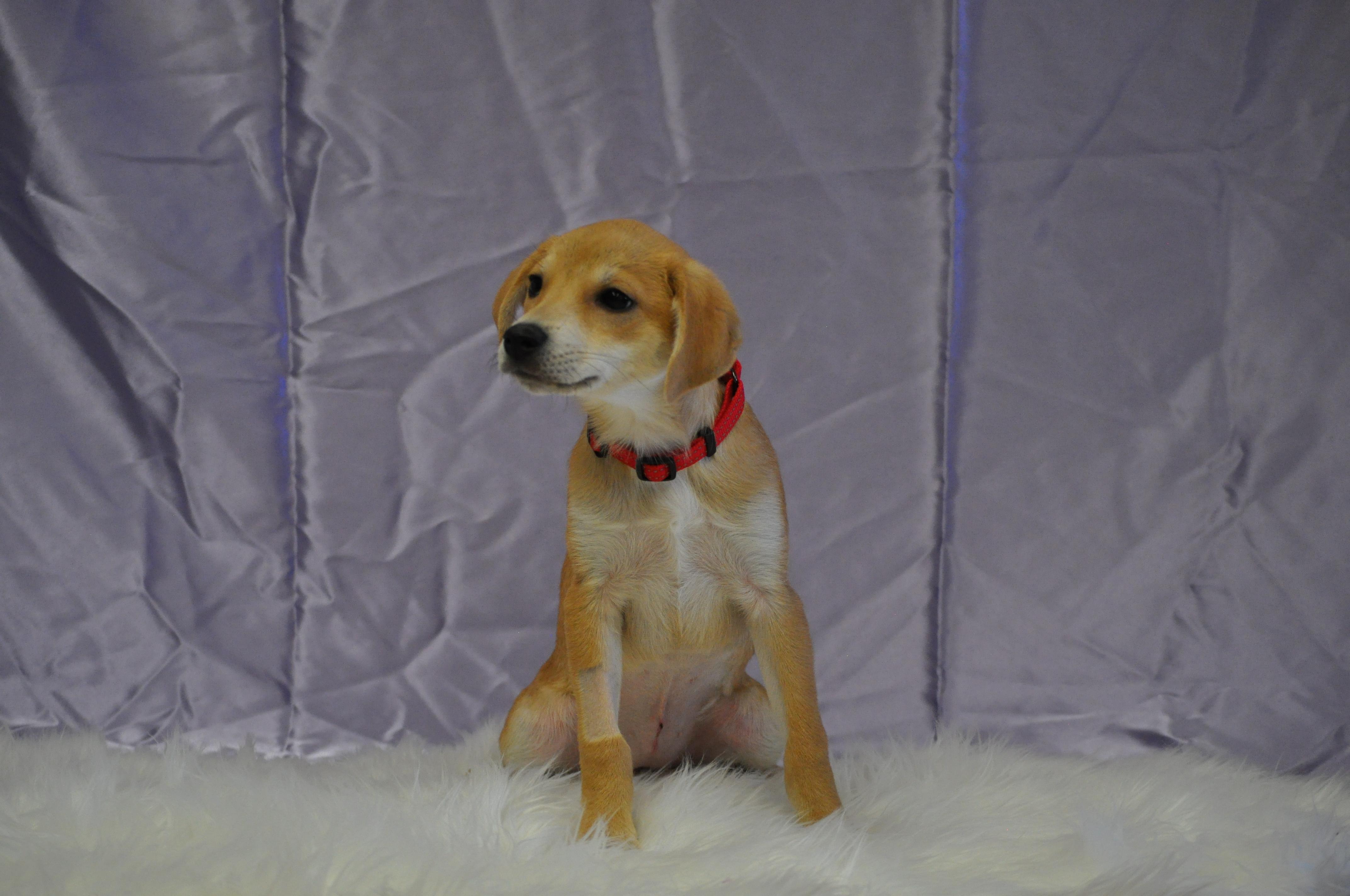 Enlarge Delilah, an adopted mixed breed in Union Gap, WA image 2/3