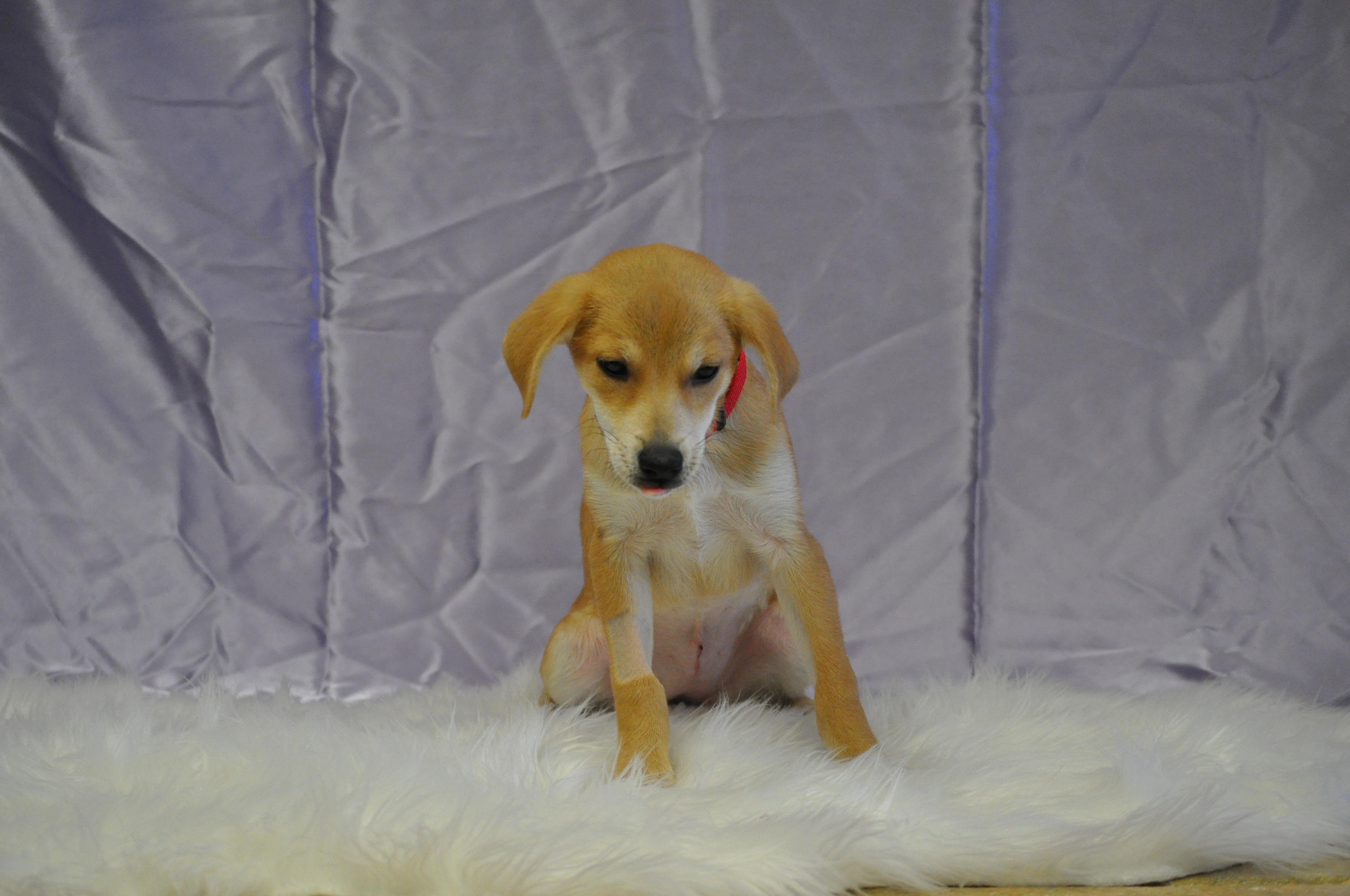 Enlarge Delilah, an adopted mixed breed in Union Gap, WA image 3/3