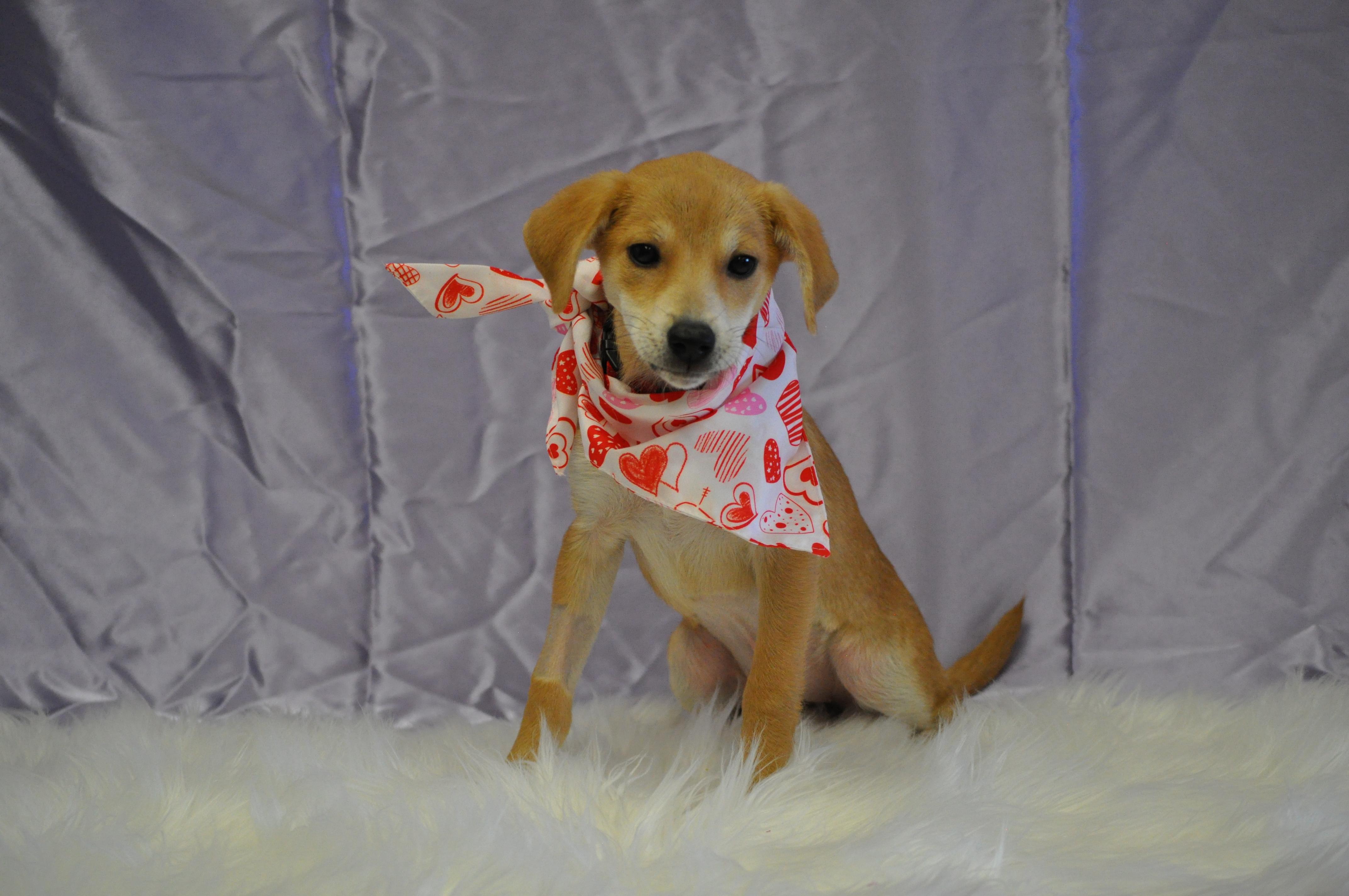 Delilah, adopted, Puppy Female Chihuahua & Mixed Breed.